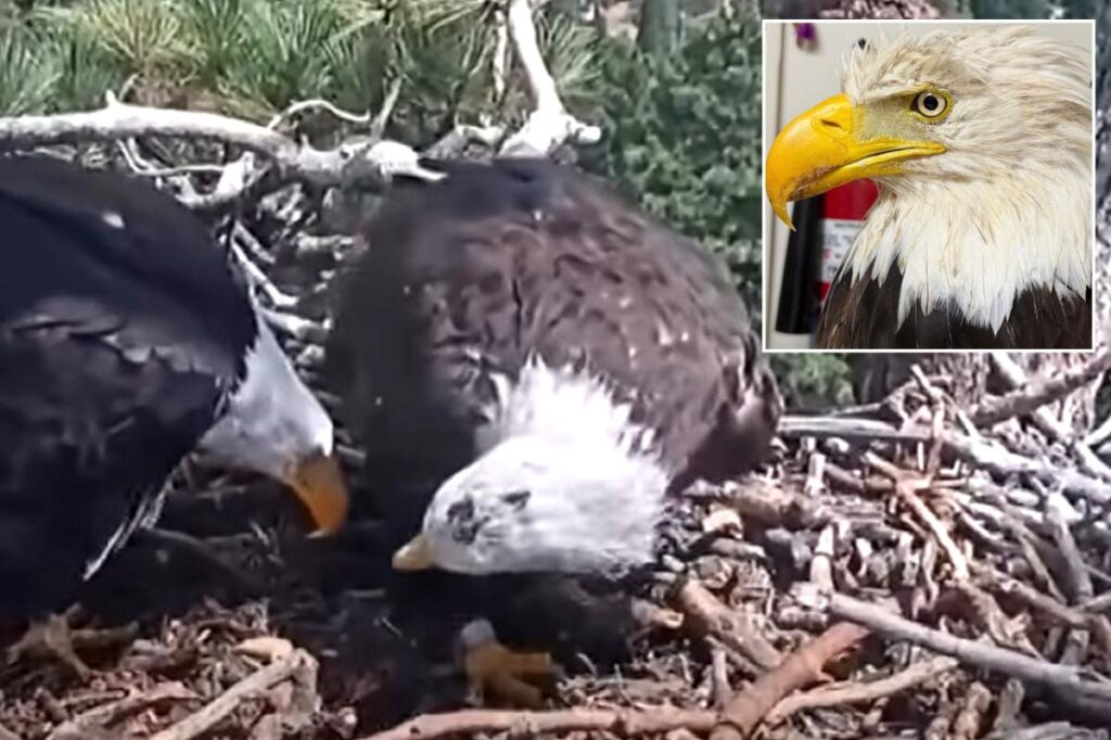 Famed Big Bear bald eagle returns to nest with new bird just 3 days after partner Jackie’s death