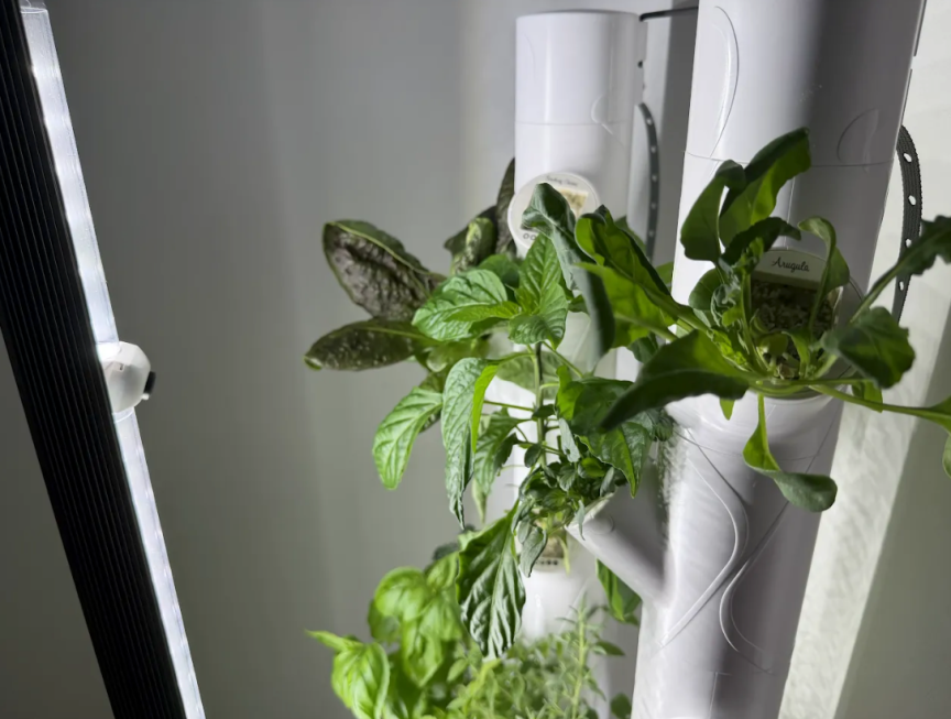 My Indoor Smart Garden Is Saving Me From All These Lettuce Recalls