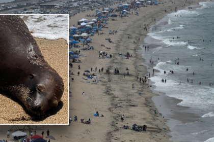 California sea lion dies after being shot; police hunt for gunman