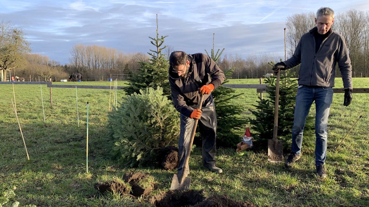 Is a real or artificial Christmas tree better for the environment?