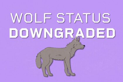 EU DECODED: How and why is EU downgrading protection status of wolves?