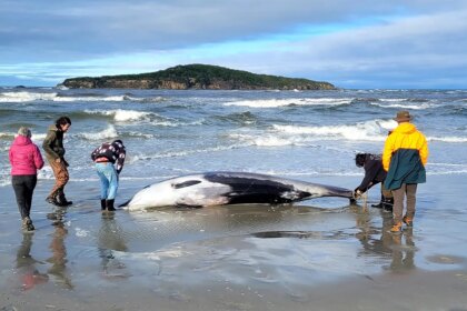 New Zealand scientists suspect specimen of world’s rarest whale died from head injuries