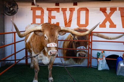 Texas football mascot Bevo barred from sidelines of upcoming CFP game, organizers say