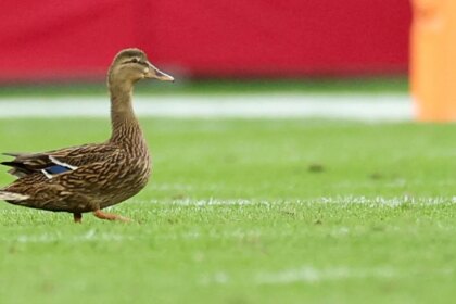 Bucs’ Jalen McMillan no fan of duck that landed on field during game despite fan frenzy