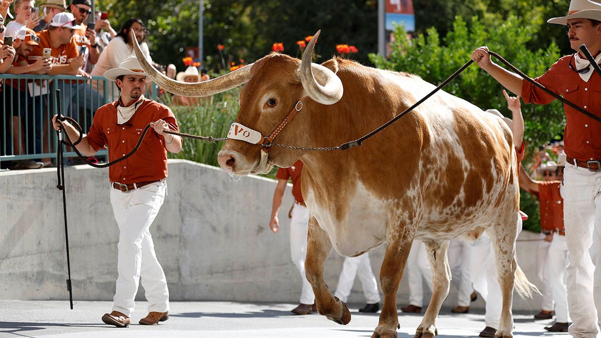 Bevo entering stadium