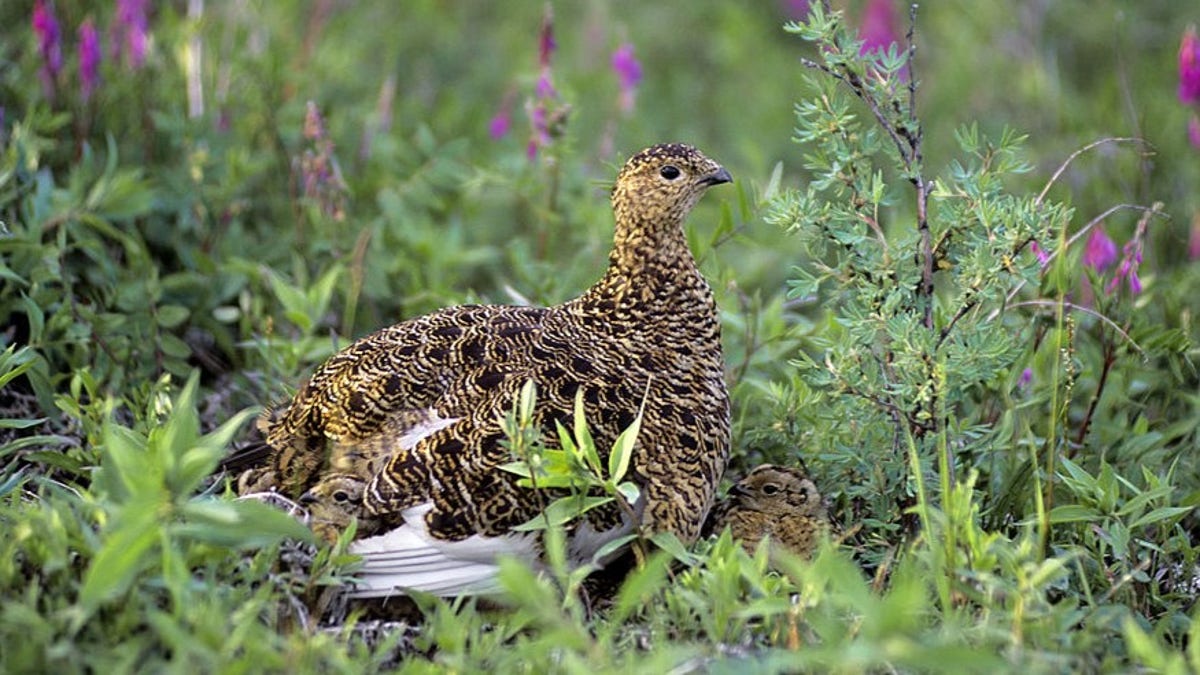 a partridge in Alaska