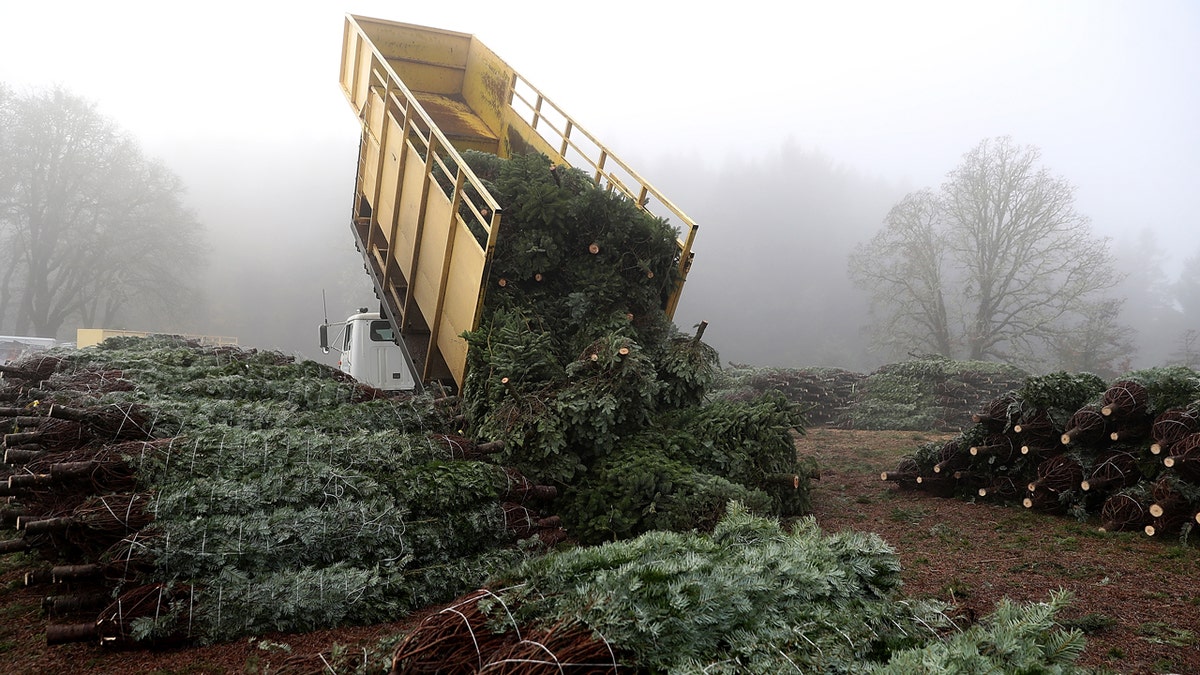 Truck dumping Christmas trees at Holiday Tree Farm in Oregon