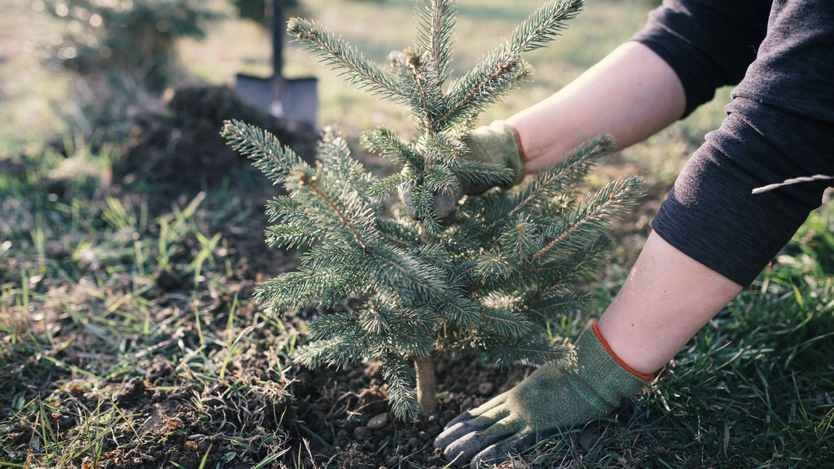 Person planting a Christmas tree