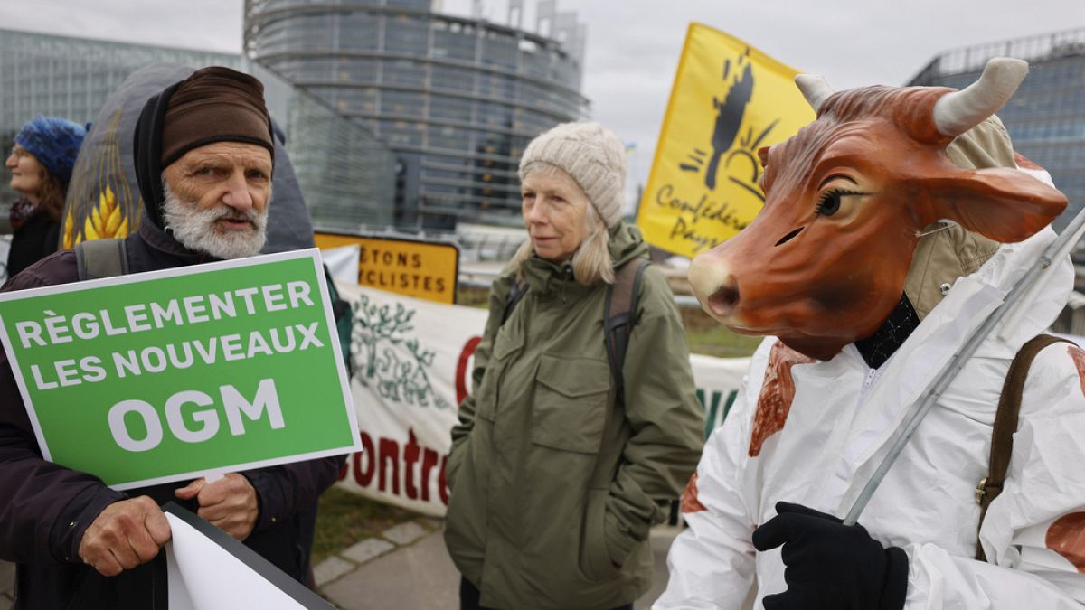 Poland seeks to break EU deadlock on GMO deregulation