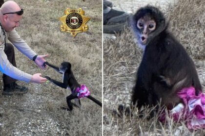 Tutu-wearing monkey picked up near highway in ‘bananas situation’