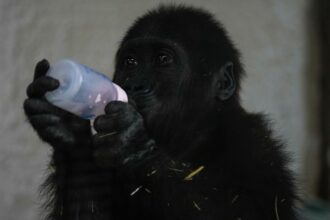 Baby gorilla found in plane cargo recovering at Turkish zoo