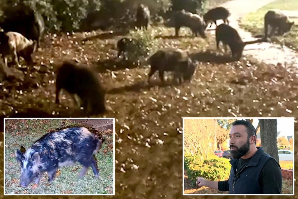 Feral pigs tormenting Texas suburb: “I can’t go out there and start blasting”