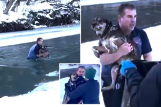 Dramatic moment brave man jumps into frigid Vermont river to rescue dog