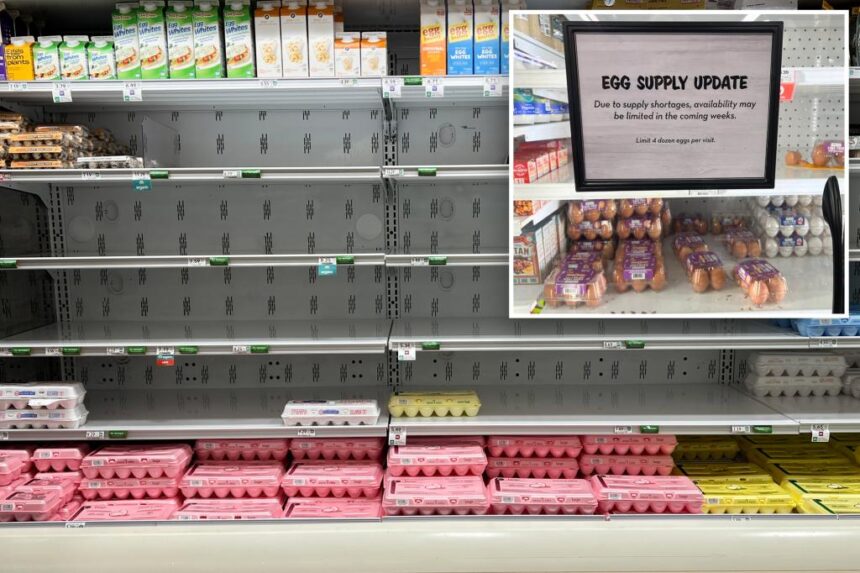 Americans grapple with egg shortage as bird flu devastates flocks