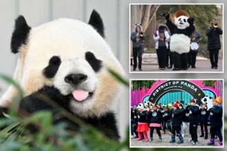 Giant pandas return to DC’s National Zoo to elaborate welcome