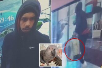 Thief caught on camera brazenly swiping G parrot from NJ shop