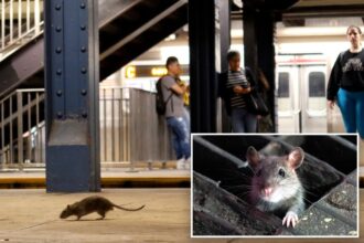 More rodents are infesting cities as scientists say warmer temperatures mean more rat babies