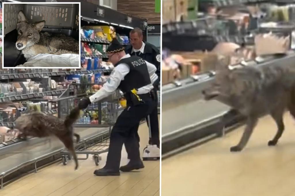 Wild coyote yanked from refrigerated section of Aldi supermarket in Chicago, shocking video shows