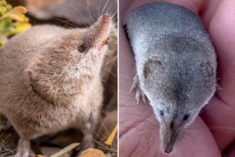 Rare Mount Lyell shrew photographed for the first time by college students in Calif.