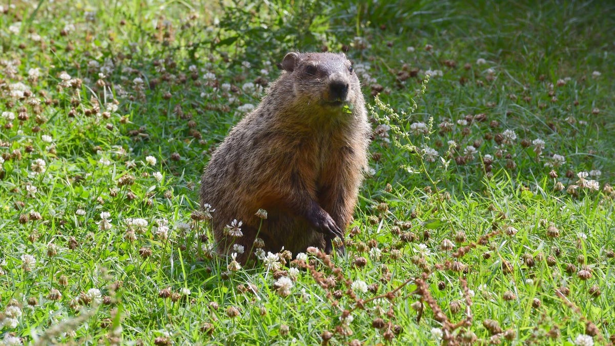 How Accurate Is Groundhog Day? Experts Grade the Woodchucks