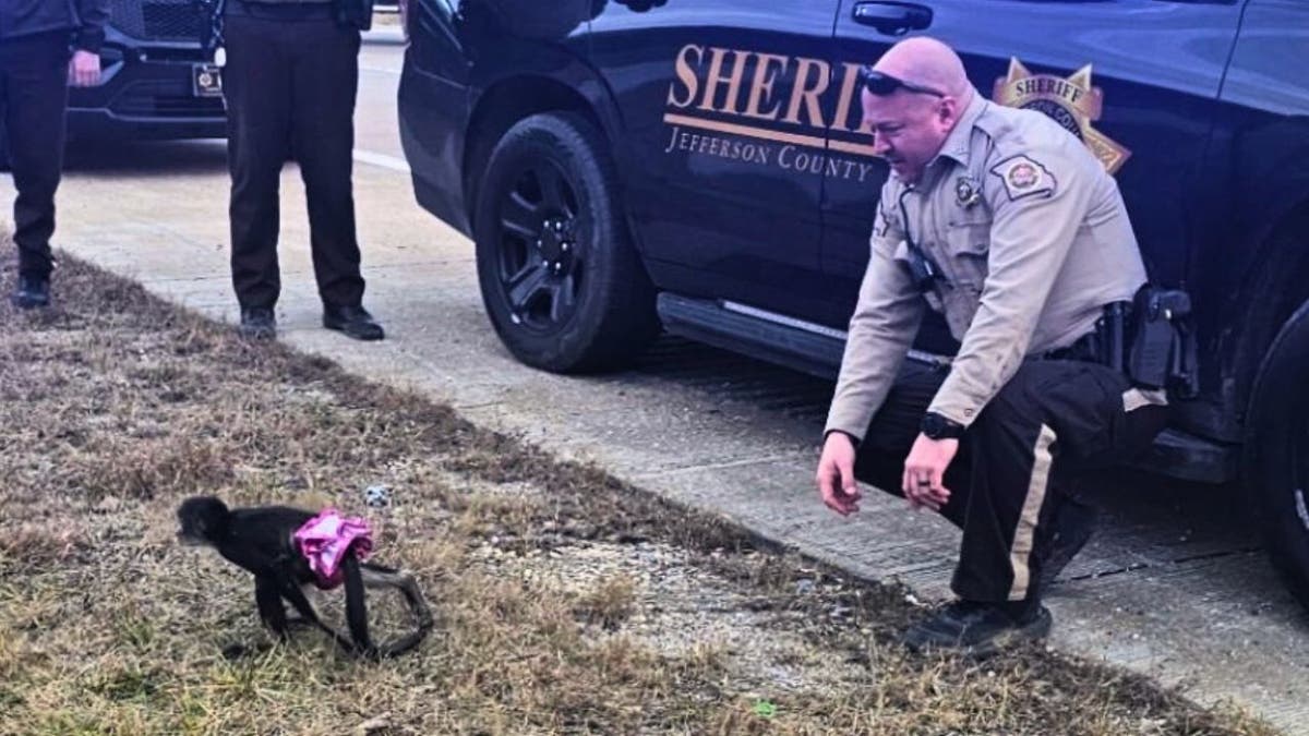 Sheriff’s deputies in Missouri discovered a spider monkey wearing a tutu