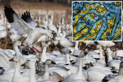 Bird flu wipes out 200 snow geese in Pennsylvania as expert fears ‘something worse is on the way’