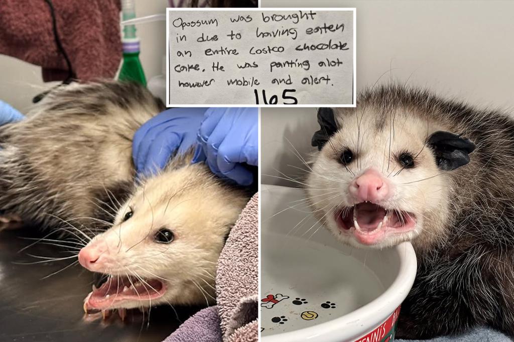 ‘Choco-holic’ opossum hospitalized after annihilating entire Costco chocolate cake: ‘Too much of a good thing’