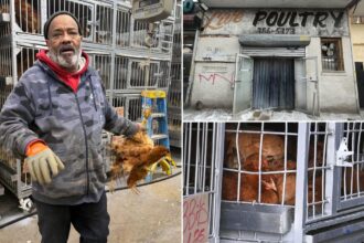 For the birds: Politicians, activists call for NYC’s live poultry markets to be permanently shuttered