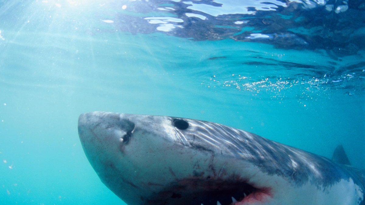 Great White Shark picture