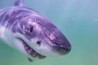 Largest white shark ever caught, tagged pings near Florida coast