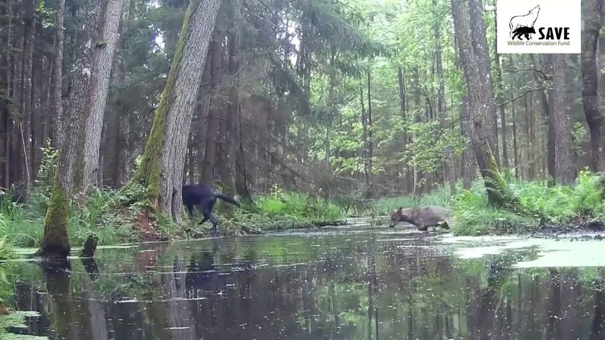 Black and Gray Wolves