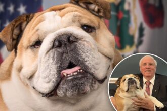 US Sen. Jim Justice’s pet bulldog, Babydog, seen in official government portrait: ‘She makes us smile’