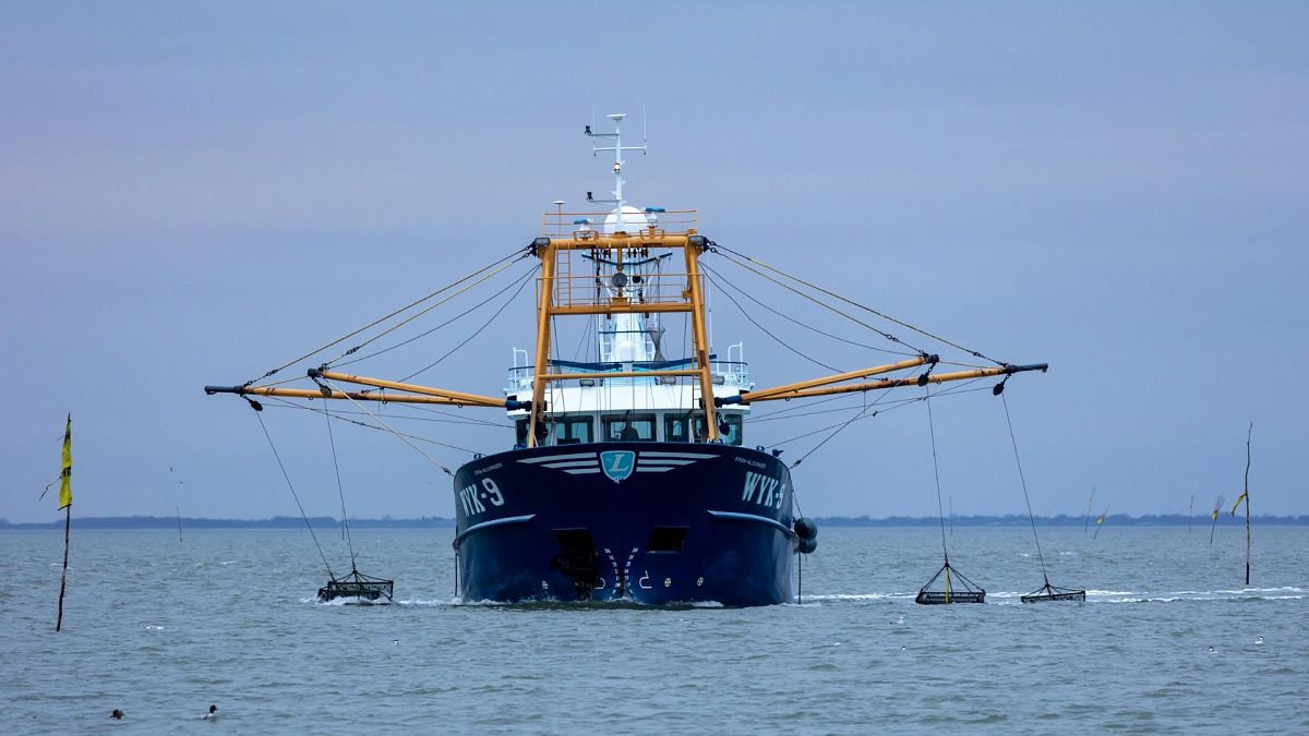 Economic cost of bottom trawling outweighs benefits, study finds