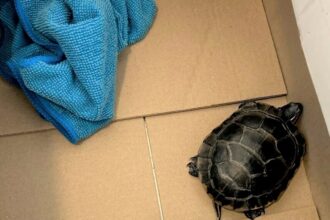 TSA finds man with a live turtle concealed in his pants at a New Jersey airport