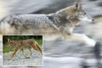 Coyote captured after slinking into NYC parking garage might be part of Central Park couple