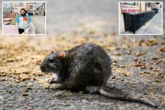 Exclusive | Rat sightings up by 119% in this NYC nabe – as vermin-hating locals claim ‘every house has rats’