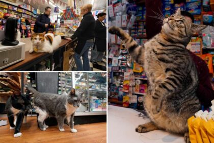NYC bodega cats are beloved local celebs  – but state argues they’re on wrong side of the law