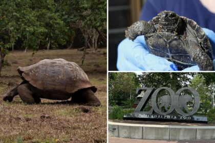 Galapagos tortoises at Philadelphia Zoo become first-time parents at nearly 100