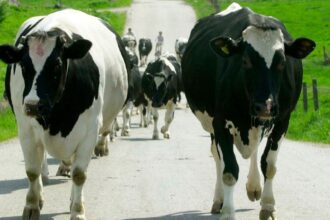Croatian farmers increasingly concerned by foot-and-mouth disease
