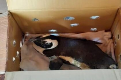 How a penguin in a cardboard box caused a helicopter crash in South Africa