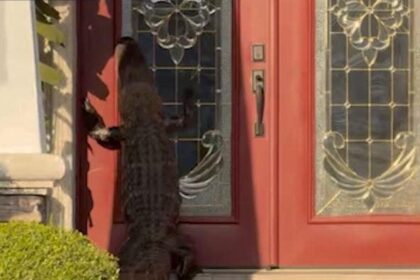 Florida doorbell camera captures alligator up on hind legs, ‘knocking’ on door