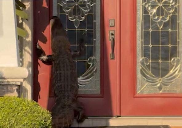 Florida doorbell camera captures alligator up on hind legs, ‘knocking’ on door