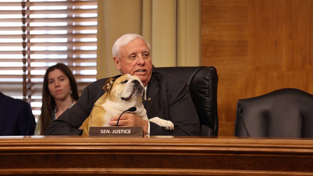 Sen. Jim Justice, R-W.Va., sits with his English bulldog, Babydog
