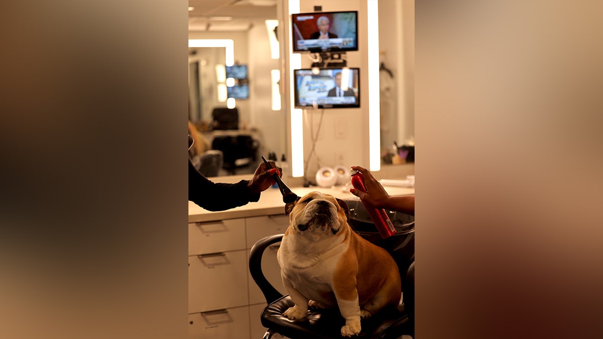 Babydog gets pampered at Fox News DC Bureau