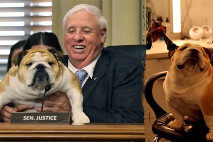 Babydog Justice makes Energy Committee debut as Sen Jim Justice talks Trump, coal and grid reform