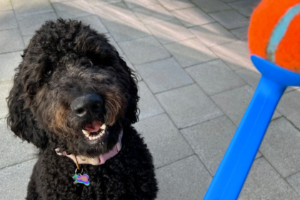 Best Dog Toys: Our Pups Picked Their Favorite Toys and Yours Will Love Them Too