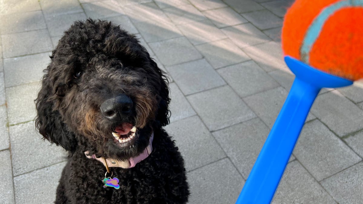 Best Dog Toys: Our Pups Picked Their Favorite Toys and Yours Will Love Them Too