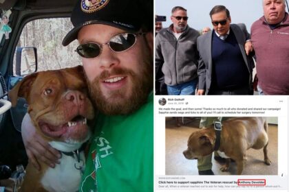 George Santos accused of weeping ‘crocodile tears’ by Navy vet who claimed ex-pol stole thousands from his dying dog