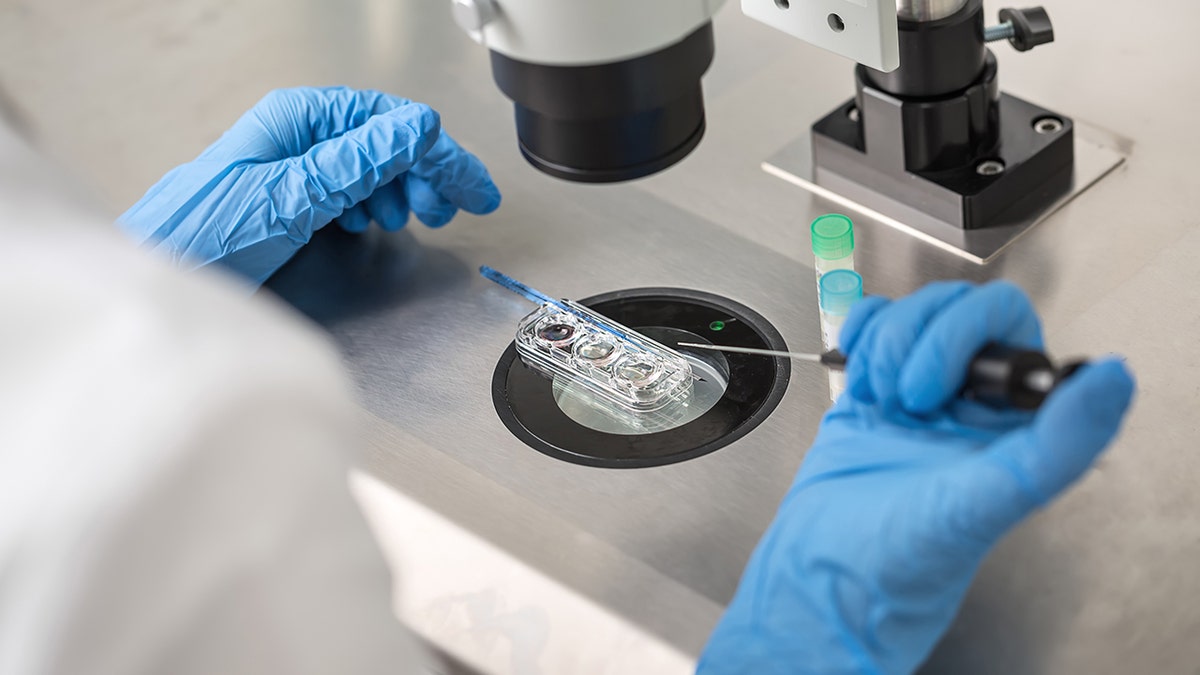 Checking result of in vitro fertilization