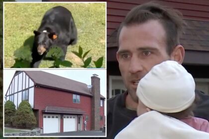 Dad arrested by environmental officials after fatally shooting black bear that came ‘within feet’ of his kids